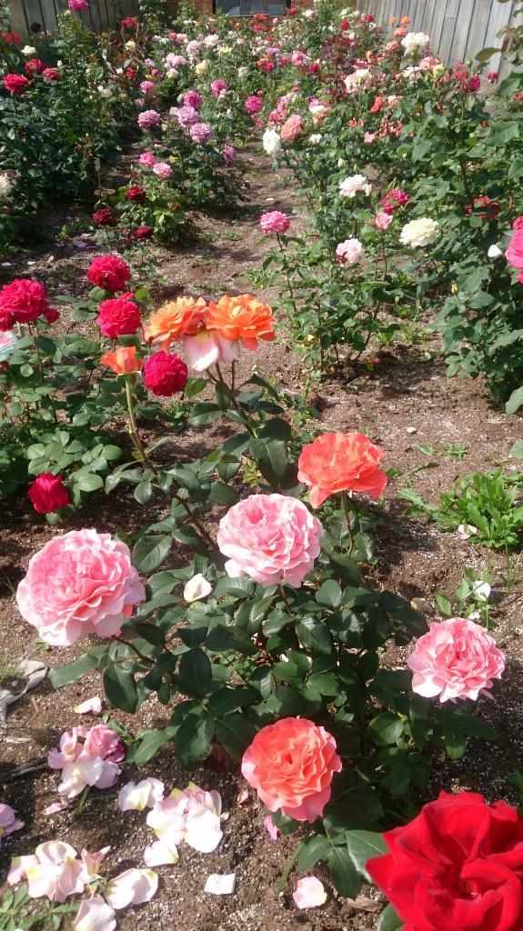 DSC_5079.jpg