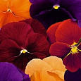 Виола (Фиалка, Анютины глазки) гибридная Русская красавица