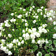 Колокольчик (Кампанула) Ложечницелистный Bavaria White Колокольчик (Кампанула) Ложечницелистный Bavaria White