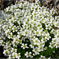 Камнеломка Арендса Marto White