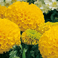 Бархатцы F1 Русский размер Золотые