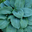 Хоста гибридная Блу Энджел