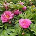 Пион ИТО Pink Double Dandy Пион ИТО Pink Double Dandy
