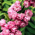 Вишня Железистая Rosea Plena