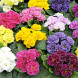 Примула махровая Розелла Микс Примула махровая Розелла Микс