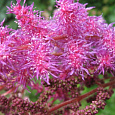 Астильба китайская Пёпл Глория Астильба китайская Пёпл Глория