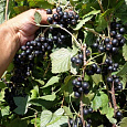 Смородина черная Велой (Ленинградская сладкая) Смородина черная Велой (Ленинградская сладкая)