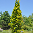 Бук лесной Dawyck Gold