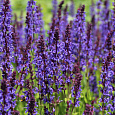 Сальвия дубравная Блаукенигин Сальвия дубравная Блаукенигин