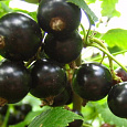 Смородина черная Велой (Ленинградская сладкая) Смородина черная Велой (Ленинградская сладкая)