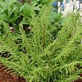 Кочедыжник (Папоротник) ниппонский Dre's dagger