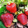 Земляника садовая Камрад-Победитель Земляника садовая Камрад-Победитель