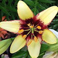 Лилия азиатская Танго Бамблби