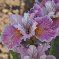 Ирис сибирский Фэнси ми Зис НАБОР 2ШТ (1+1)