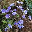 Печеночница трансильванская Blue Jewel