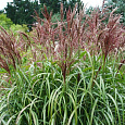 Мискантус китайский Малепартус