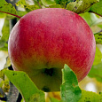 Яблоня Красное раннее Яблоня Красное раннее