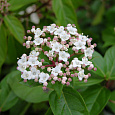 Калина складчатая Rotundifolium Калина складчатая Rotundifolium