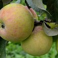 Яблоня Мартовское
