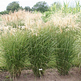 Мискантус китайский Грациелла