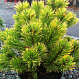 Сосна горная Карстенс Винтерголд Сосна горная Карстенс Винтерголд