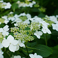 Гортензия крупнолистная Lanarth White Гортензия крупнолистная Lanarth White