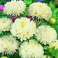 Астра китайская Леди Коралл Кремово-Белая