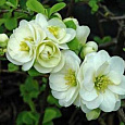 Айва красивая Юкиготен Айва красивая Юкиготен