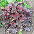 Гейхера гибридная Мистери