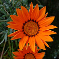 Газания (Гацания) F1 Bright Orange