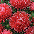 Астра коготковая Красная Астра коготковая Красная