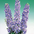 Дельфиниум высокий Гвардиан Лавендер