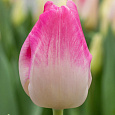 Тюльпан Розарио Тюльпан Розарио