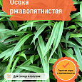 Осока ржавопятнистая Осока ржавопятнистая