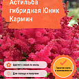 Астильба гибридная Юник Кармин