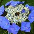 Гортензия крупнолистная Blaumeise Гортензия крупнолистная Blaumeise