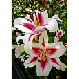 Лилия ОТ-гибрид Гаучо