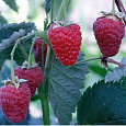Малина Бархатная Малина Бархатная