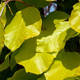Бук лесной Dawyck Gold