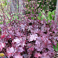 Гейхера гибридная Кан Кан