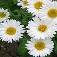 Астра альпийская White