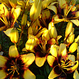 Лилия азиатская Танго Бамблби