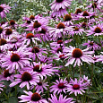 Эхинацея пурпурная Ливадия