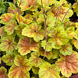 Гейхера гибридная Миракл