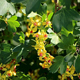 Смородина золотистая Смородина золотистая