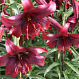 Лилия азиатская Найт Флайер Лилия азиатская Найт Флайер