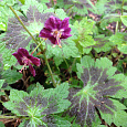 Герань тёмная Самобор