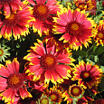 Гайлардия гибридная Кобольд