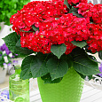 Гортензия крупнолистовая Хот Ред