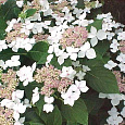 Гортензия крупнолистная Lanarth White Гортензия крупнолистная Lanarth White